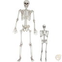 SCS Direct ハロウィン 実物大 ガイコツ 2体 大人 (163cm)子供(91cm) 送料無料 骸骨 がいこつ がい骨 ハロウィーンデコレーション 不...