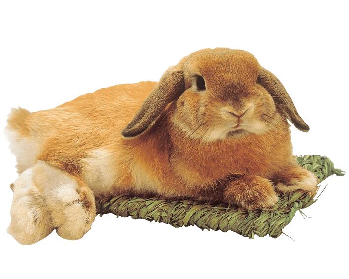 ○【カワイ】わらっこ倶楽部 うさぎの座ぶとん Mの紹介画像2