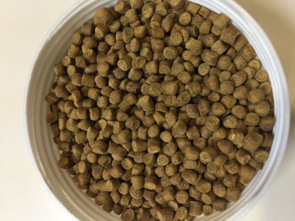 ●【イトスイ】ニオイガメの主食 中・大型用 140g【爬虫類 カメ COMET コメット】