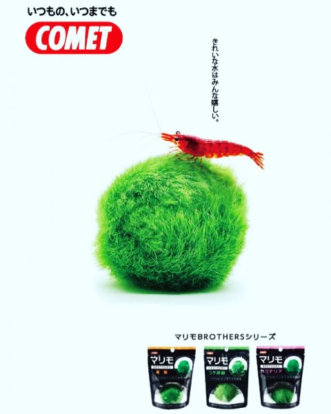 ���ڥ��ȥ����ۥޥ��֥饶���� �Х��ƥꥢ��COMET ����åȡ�