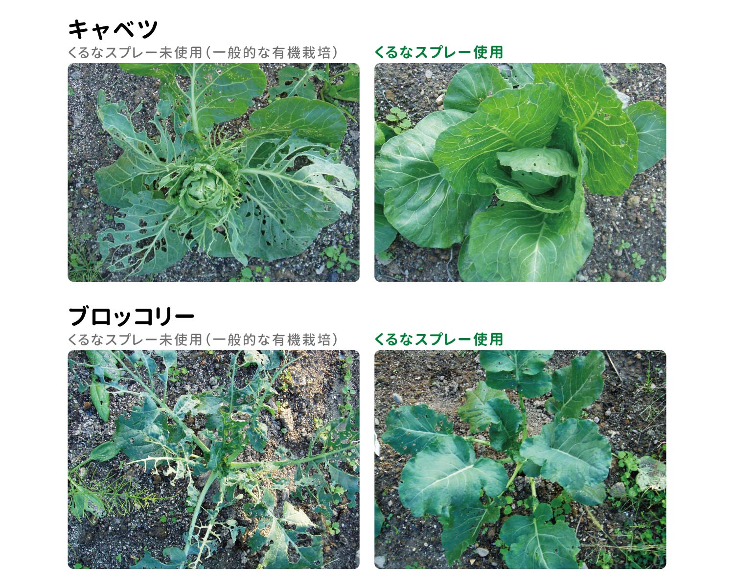 ŷ��ͳ�迢ʪ�ݸ�� ��ڤγ��Ϻ� ����ʥ��ץ졼 900ml �ѥͥե깩�ȡڹ� ������ �ˡ��� ŷ����ʬ �ˡ��४���� ����� ���� ����� ��褱 ��� ��ʪ � ����� �Ŀ��ҥ����� ���ץ졼�ܥȥ� �����˻Ȥ��� �ڱ॰�å� �����ڱ� �٥����ڱ� �ץ�󥿡��ڱ� ����