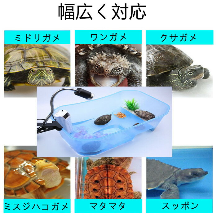 楽天市場 亀 水槽 カメ 飼育ケース ボックス タートルタンク 日向ぼっこ台 ミドリガメ クサガメ スッポン 観察 階段 エサ皿 送料無料 小 中 Panni