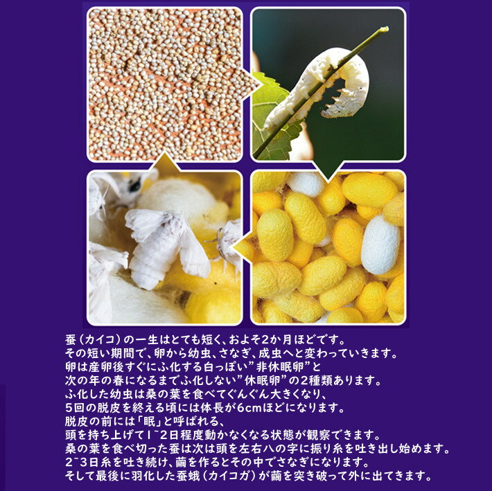 昆虫飼育ケース カイコ観察 蚕 カブト 蝶 虫かご 昆虫箱 昆虫カプセル クリア 観察...