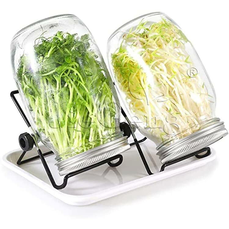 APAAPAのスプラウト 種子発芽ジャーキット 2個 発芽ガラス 2個 スタンド付き 発芽キット トレイ 容器 メイソン ジャー スプラウト成長キット 大型広口 ブロッコリー ブロッコリースプラウト 種子 アルファルファ豆 スプラウト栽培キット｜アングル2