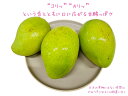 カリッ!と食感がたまらない!【送料無料】ベトナムマンゴー(約950g〜1050g)カリッという音とともに口に広がる甘酸っぱさは日本の果物にはない食感です ベトナ...