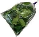 カフェライムリーフタイ料理 食材 エスニック ハーブ バイマックルこぶみかんの葉スパイス★Fresh Kaffir Lime Leaves 30g Paprika木更津　コブミカン