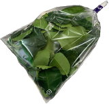 ڿ轵10ĸ١ۥե饤꡼ե  ˥å ϡ Хޥå뤳֤ߤեѥFresh Kaffir Lime Leaves 30g Paprikaڹš֥ߥ