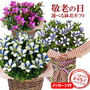 【敬老の日ギフト】リンドウ 白寿 心美 舞 大きな5号鉢 鉢...