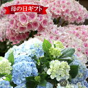 【お買い物マラソン限定 ポイント5倍＆先着クーポン有】母の日 早割 選べる あじさい 鉢植え 紫陽花 響（ひびき） 鉢カバー付【母の日ギフト 八重咲き アジサイ 母の日に人気 ギフト 鉢花 花鉢 花ギフト 母の日 プレゼント 贈り物 おしゃれ 希少種 ブルー ピンク 送料無料】