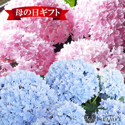 父の日 プレゼント 選べる あじさい 鉢植え 紫陽花 響（ひびき） 鉢カバー付【 父の日 ギフト 八重咲き アジサイ 父の日に人気 ギフト 鉢花 花鉢 花ギフト 父の日のプレゼント 贈り物 おしゃれ 希少種 ブルー ピンク 送料無料】