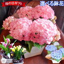 \ 母の日 早割 クーポン有/ 2025 母の日 ギフト 選べる 鉢花 あじさい 紫陽花 (ひな祭りルナ) カラー 鉢カバー付 【母の日 アジサイ 母の日 プレ...