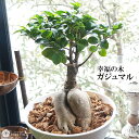 2025 母の日 ギフト 最短翌日配達 誕生日 新築祝い 観葉植物 ガジュマル 大型 7号鉢 プレゼント ガジュマルの木 母の日 花 お菓子付もOK 贈り物 幸...