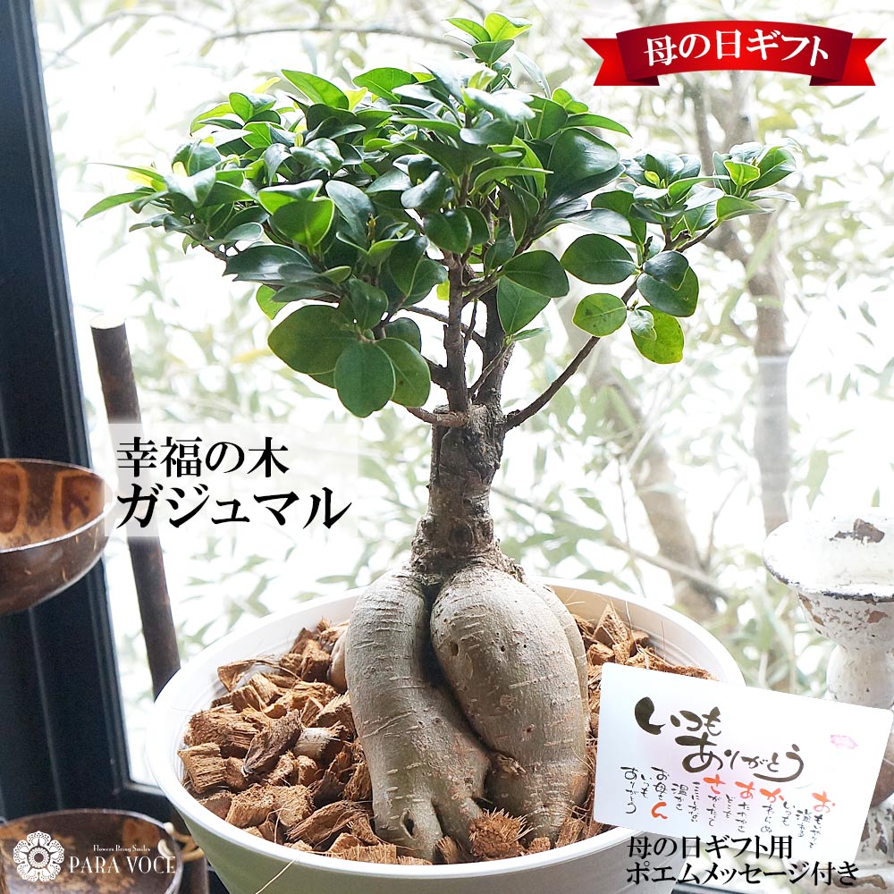 ガジュマル 母の日限定SALE 母の日 ギフト 観葉植物 ガジュマル 大型 7号鉢 ははの日 母の日 プレゼント ガジュマルの木 贈り物 幸福の木 多幸の樹 多幸の木 インテリア 誕生日 開店祝い 開業祝い 新築祝い 退職祝い 縁起がいい 送料無料