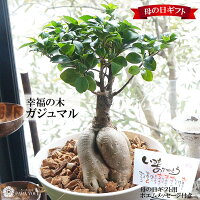 母の日ギフト 観葉植物 ガジュマル 大型 7号鉢 母の日 ギフト プレゼント ガジュマ...