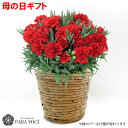 \ 母の日 早割 クーポン有/ 2025 母の日 プレゼント 赤いカーネーション花鉢 鉢カバー付【母の日 ギフト 鉢植え 母の日 カーネーション 母の日 花 赤...