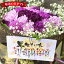 【敬老の日ギフト 花 誕生日 古希 喜寿 花 プレゼント ギフト】カーネーション 紫 ムーンダストの花束 M 24本【花瓶が要らない花束 誕生日プレゼント 結婚祝い スタンディングブーケ 青 誕生日 退職祝い 生花 おしゃれ】