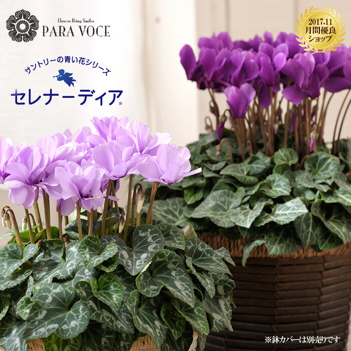 クリスマスフラワーは生花!シクラメンの鉢植えをギフトのおすすめ