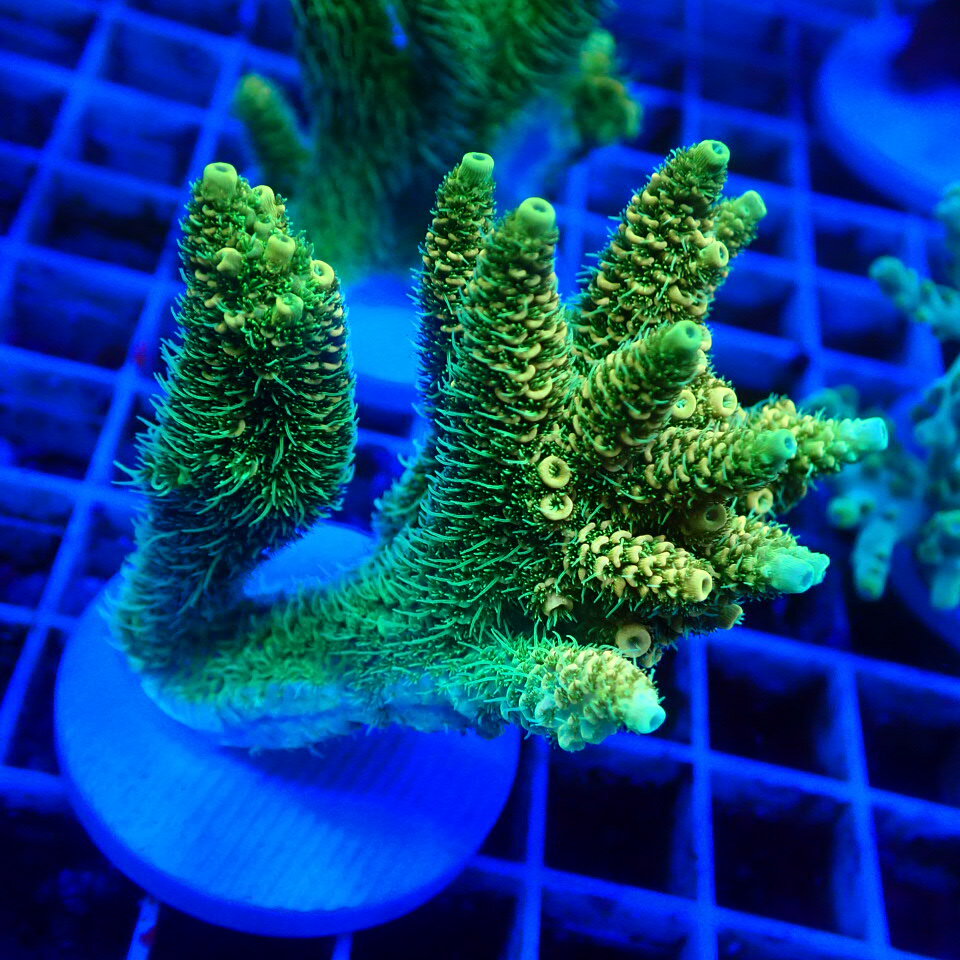 CCブリード【Millepora Yellow】0227W　LPS　SPS　サンゴ　コーラル　海水