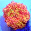 CCブリード【Jawbreaker Mushroom】0413D ジョーブレイカー サンゴ