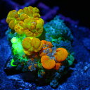 CCブリード【OG Bounce Mushroom】0413E バウンスマッシュルーム サンゴ