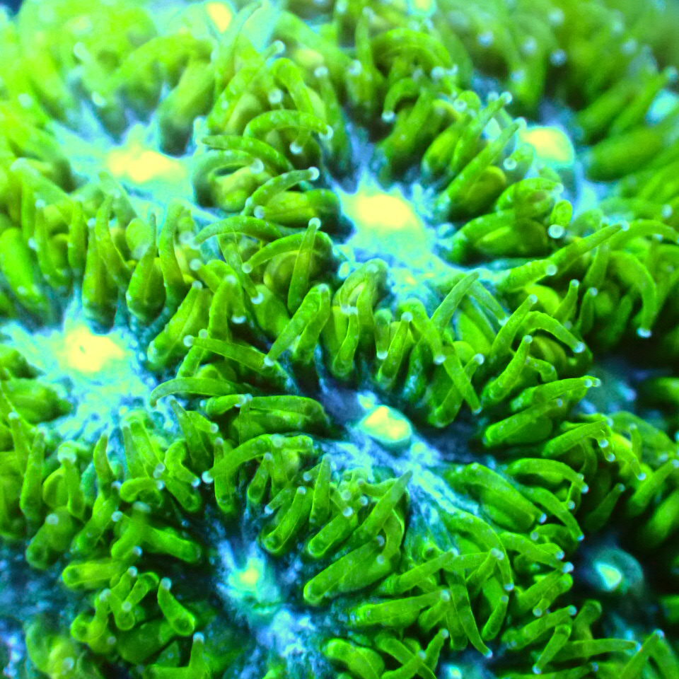 CCブリード【トゲルリ Blue】※個体指定不可 KT16 サンゴ ミドリイシ LPS SPS ソフトコーラル 海水