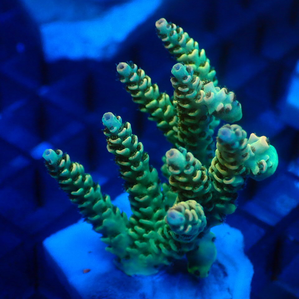 CC֥꡼ɡAcropora Selago Yellow0530ZOLPSSPS󥴡롡