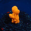 CCブリード【 Montipora Setosa 】現物 0117006 ミドリイシ サンゴ LPS SPS コーラル 海水(4)