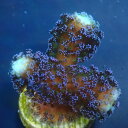CCブリード【 ショウガサンゴ Purple 】フラグ 現物 0123001 ショウガサンゴ サンゴ LPS SPS コーラル 海水(4)