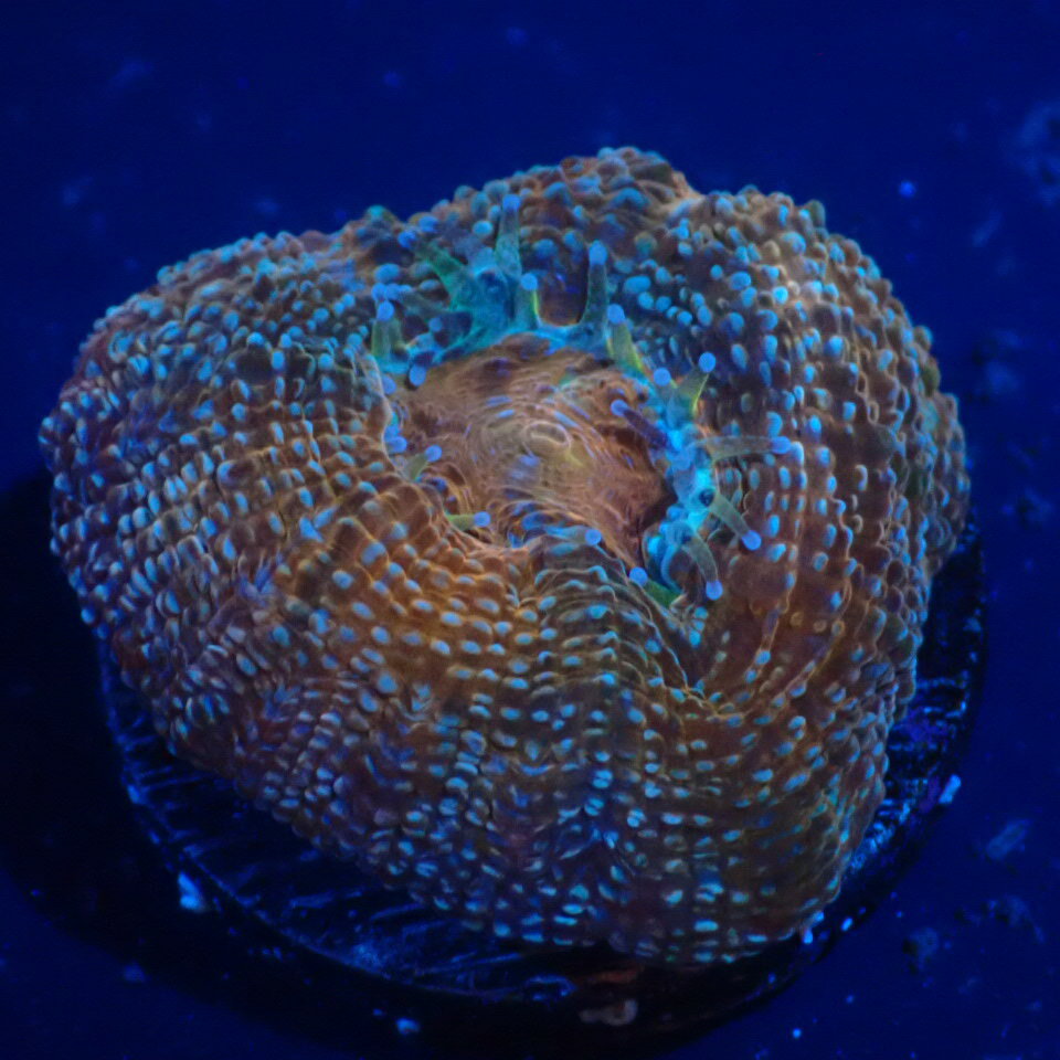 CCブリード【 Bowerbanki Special 】フラグ 現物 0220003 オオトゲキクメイシ サンゴ LPS SPS コーラル 海水