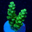 オーストラリア産【 Acropora sp. 】フラグ 現物 0411055 ミドリイシ サンゴ LPS SPS コーラル 海水