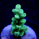オーストラリア産【 Acropora sp. 】フラグ ※個体指定不可 0424034 ミドリイシ サンゴ LPS SPS コーラル 海水(4)