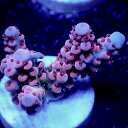オーストラリア産【 Acropora sp. 】フラグ 現物 0609020 サンゴ LPS SPS コーラル 海水(4)