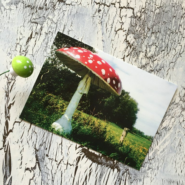 きのこポストカード ドイツ キノコ マッシュルーム メッセージ 北欧雑貨 ミニ ポスター アート 北欧インテリア おしゃれ 厚めの紙 文房具 メッセージカード ...