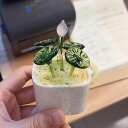 ガラス製 工芸品 タイプ10 装飾 飾り物 オブジェ 小物 鉢植え インテリア 置物 人工植物 ミニ植木鉢 オーナメント 手作り フラワー 植物 かわいい クリスタル F ミニチュア オフィス デスク
