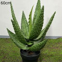 フェイクグリーン 卓上 60cm サボテン 観葉植物 人工観葉植物 多肉植物 フェイク観葉植物 インテリア 室内 水やり不要 枯れない 盆栽植物 空気清浄 害虫駆除不要 本物そっくり グリーン 人造緑 人工植物 装飾的