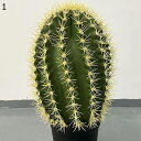 フェイクグリーン サボテン 小さい 卓上 観葉植物 人工観葉植物 多肉植物 フェイク観葉植物 人工観葉植物 インテリア 水やり不要 枯れない 空気清浄 害虫駆除不要 グリーン フェイク植物 オフィス 装飾的 庭園飾り
