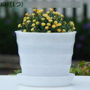 植木鉢 プランター プラスチック 鉢 受け皿付き 排水穴付き 屋内外利用可 観葉植物鉢 多肉植物鉢 プラントポット ハーブ鉢 おしゃれ シンプル 母の日 ギフト...