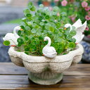 多肉植物 花 ポット ホームガーデン 部屋 テーブル 装飾 アンティーク風 フラワーポット インテリア F 植物 鉢 陶器 鉢 用 植物 水耕栽培 タイプ1 プランター 保育園 サボテンポット 水耕栽