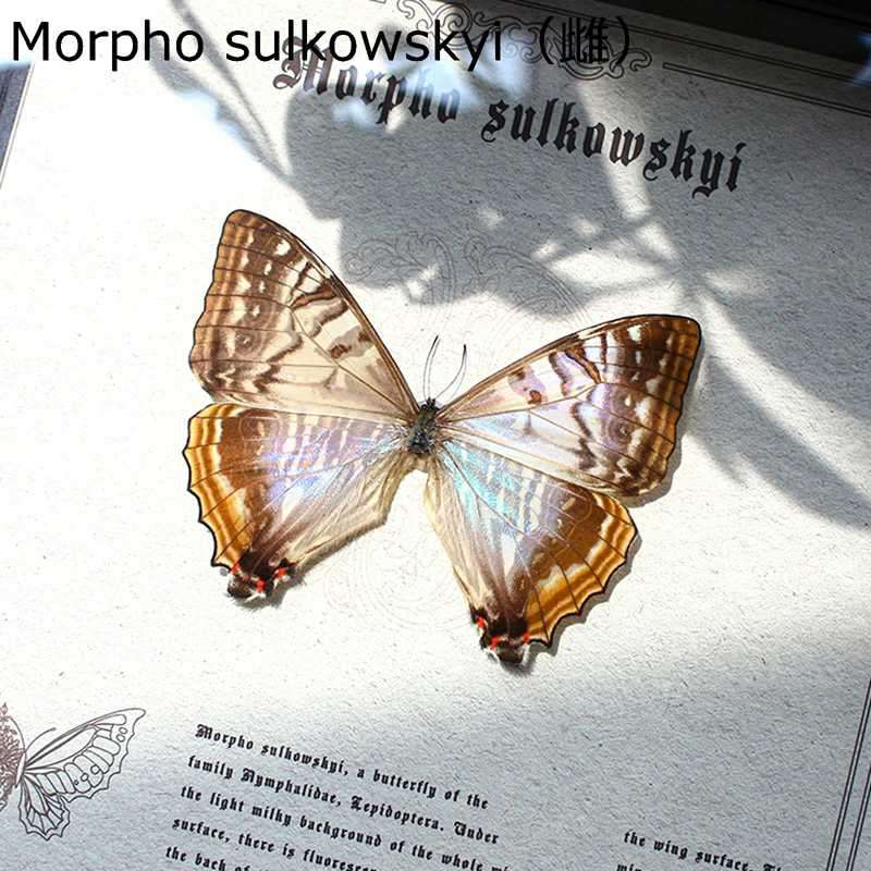 フォトフレーム 立体額 蝶入 ボックスフレーム 中空 クリアフレーム 額縁 透明ガラス 標本箱 フィギュアケース お部屋飾り 誕生日 結婚祝い 退職祝い