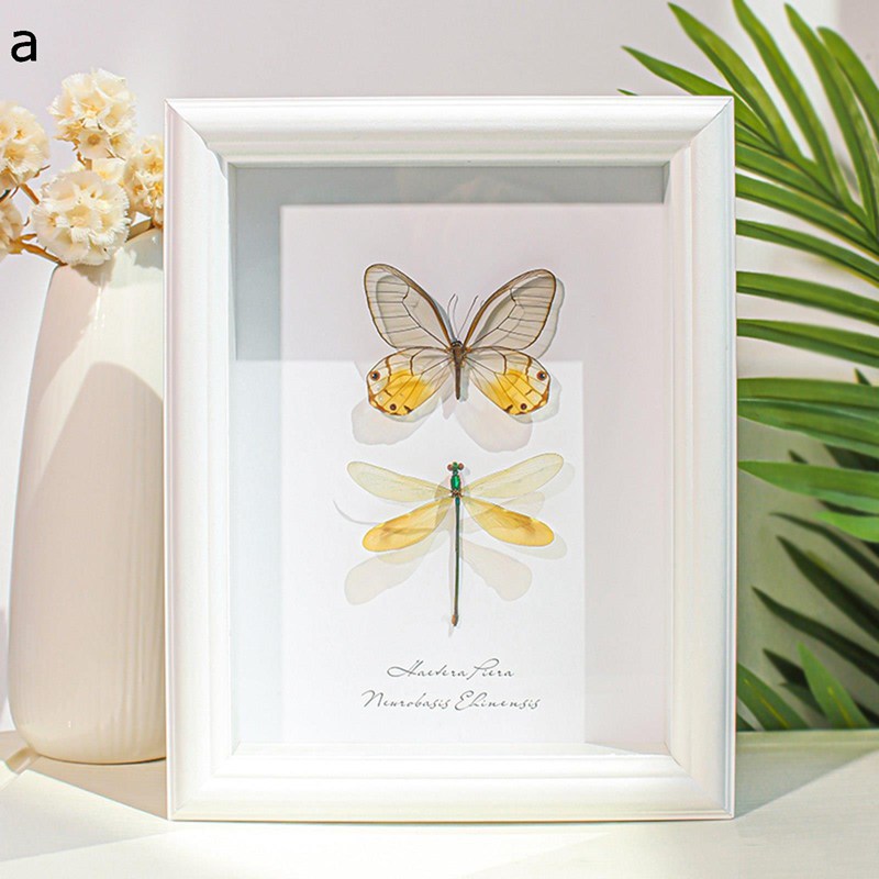フォトフレーム 額縁 本物額入り蝶 壁掛け 立体額 写真立て ボックスフレーム cithaerias sp archineura incarnata 標本箱 お祝い 結婚祝い フィギュアケース インテリア