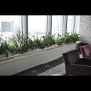 ライオン事務機(LION) 人工植物 ALO-001