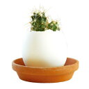 エッグリング カクタス 【 植物 インテリア 栽培キット 室内 家庭菜園 グリーン 草 インテリア雑貨 キッチン菜園 栽培セット 室内園芸 】