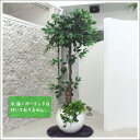 160cmグリーンフィカス 光触媒(人工観葉植物) 【 光触媒 フェイクグリーン 消臭 ゴムの木 抗菌 ゴムノキ インテリアグリーン 】