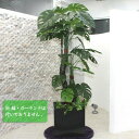 人工観葉植物 光触媒 モンステラ 170cm 【 光触媒 フェイクグリーン 消臭 抗菌 インテリアグリーン 】