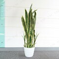 Funderful 人工観葉植物 光触媒 サンセベリア 90cm