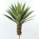 【取寄品】 人工観葉植物 スターサッカレンテン 66cm 【 インテリアグリーン フェイクグリーン 】