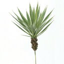 【取寄品】 人工観葉植物 スターサッカレンテン 46cm 【 インテリアグリーン ミニ観葉植物 小さい ミニサイズ フェイクグリーン 】