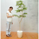 【取寄品】 フェイクグリーン 光触媒 ネムの木 180cm 【 人工観葉植物 消臭 インテリアグリーン 抗菌 】