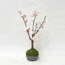 【取寄品】 フェイクグリーン 光触媒 桜 47cm 【 ミニ観葉植物 人工観葉植物 小さい 抗菌 ミニサイズ 消臭 インテリアグリーン 】