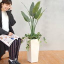 【取寄品】 フェイクグリーン 光触媒 ストレチア 120cm 【 抗菌 人工観葉植物 消臭 インテリアグリーン 】